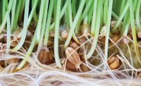 Soy, barley, beans and nuts are examples of vegetarian protein sources or plant proteins