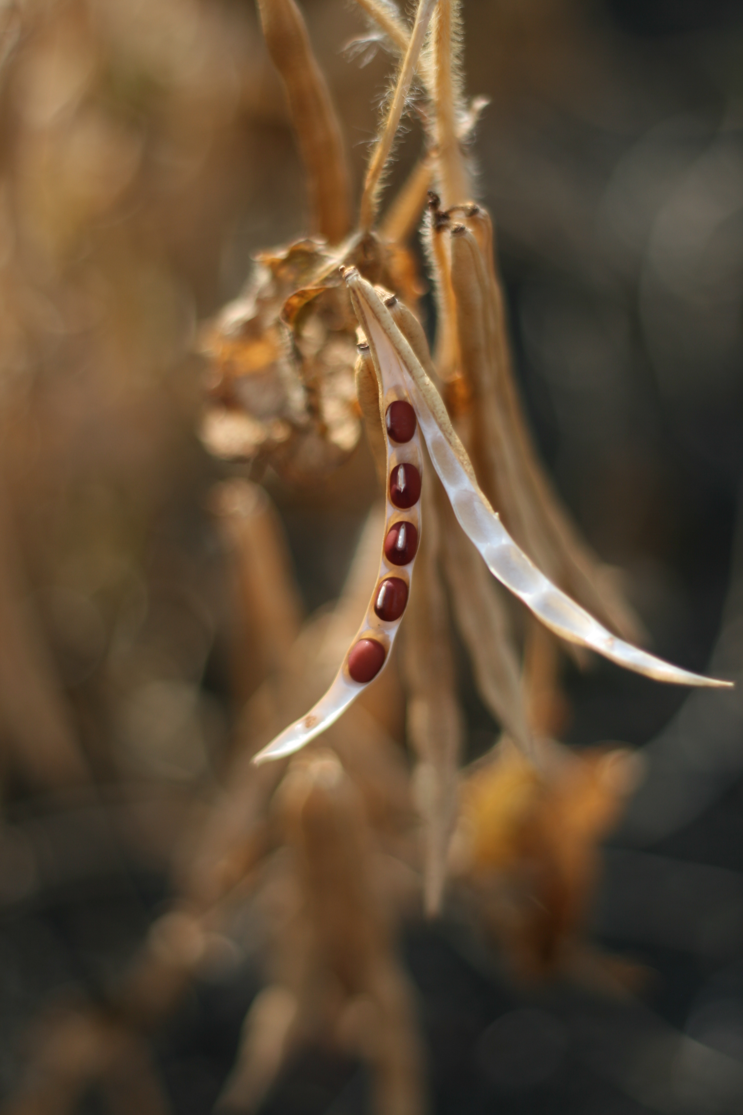 beans, bean plant