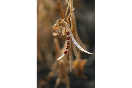 beans, bean plant