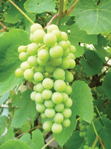 grapes, grape vine