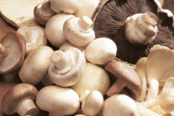 Mushrooms422
