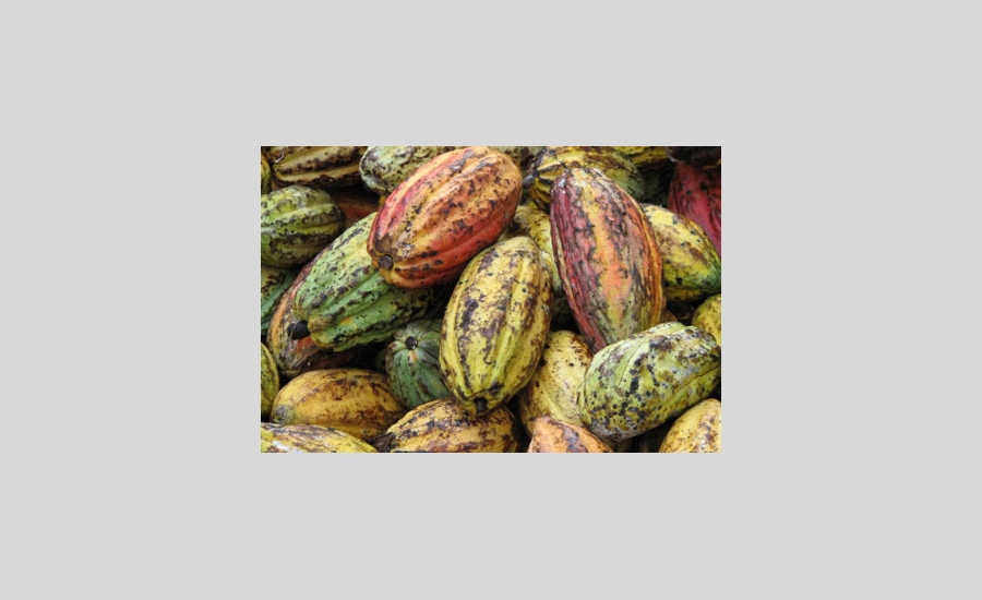 Cacao900.jpg