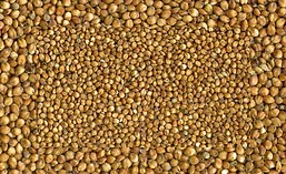 Sorghum_900.jpg