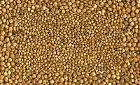 Sorghum_900.jpg