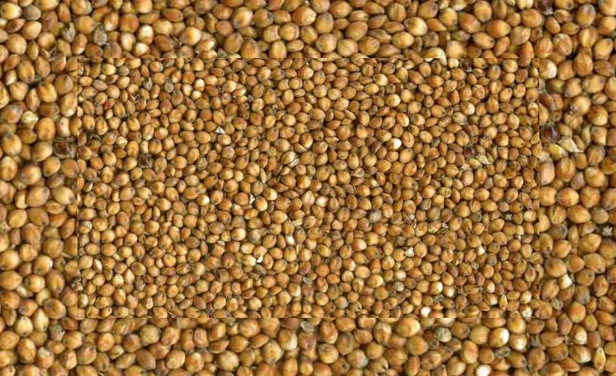 Sorghum_900.jpg