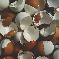 Egg shells