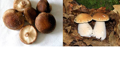 Mushrooms422