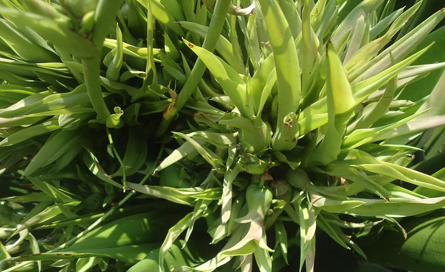 AgavePlant_900