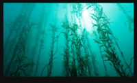Seaweed_900