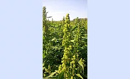 ArdentMills_Plant_900