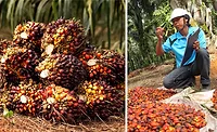 LodersKerryPalm_900