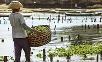 DuPontCarrageenan_900