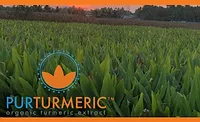 PurTumeric_900