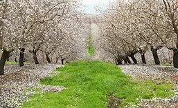 AlmondBoard1218_900