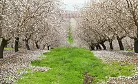 AlmondBoard1218_900