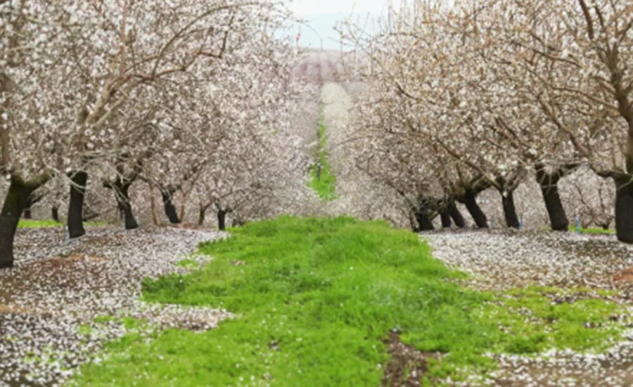 AlmondBoard1218_900