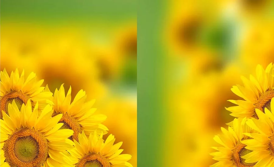 StratasSunflower_900
