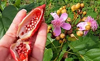 FrutaromAnnatto_900
