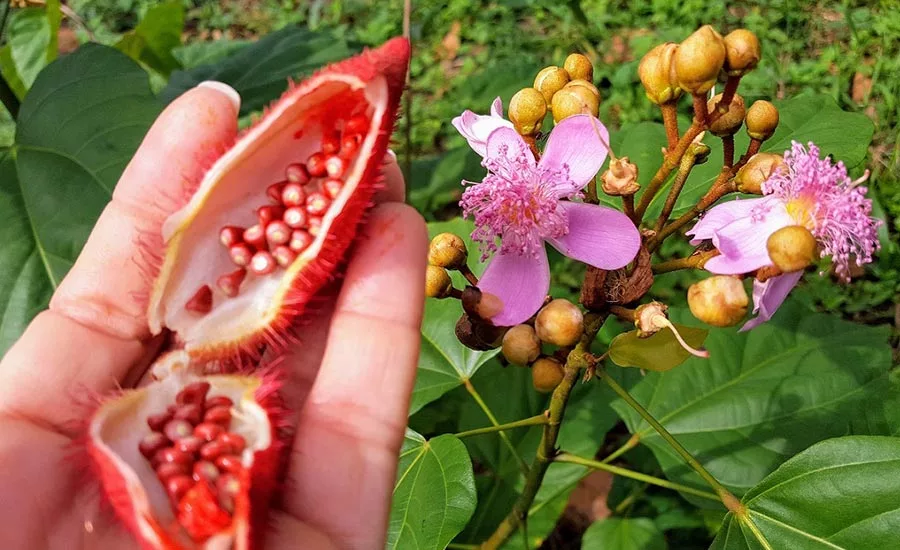 FrutaromAnnatto_900