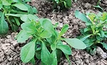 SweetGreenFields_900