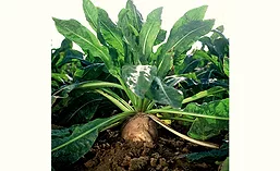 Beneo0419_900