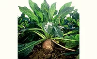 Beneo0419_900