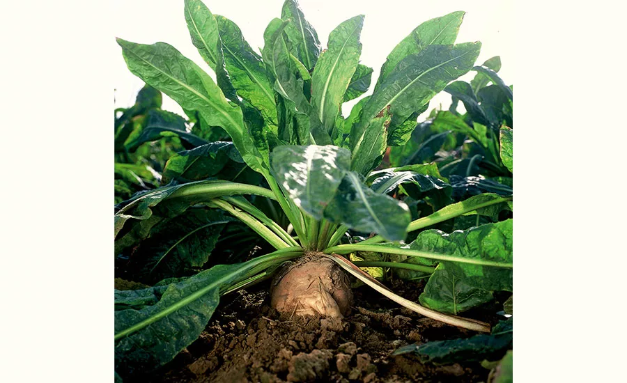 Beneo0419_900