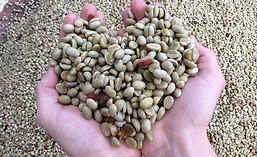 AppliedFoodSci_Coffee_900