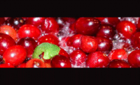 Comax_Cranberries_900