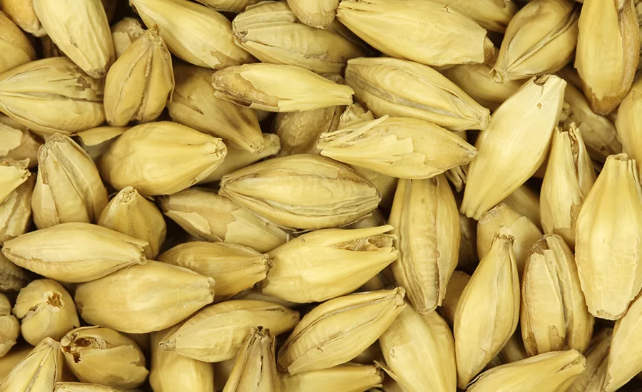 MaltProducts_Barley_900