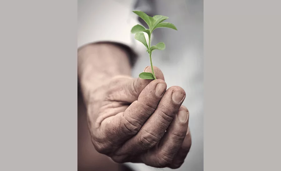 PureCircle_Stevia_900