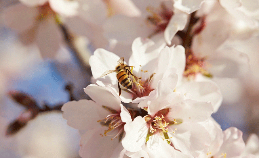 Bee_Pollinator_900