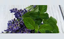 Comax_Lavender_900