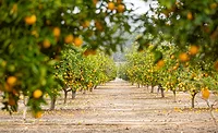 Givaudan_CitrusGrove_900