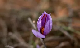 Saffron_Flower_900