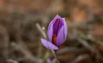 Saffron_Flower_900