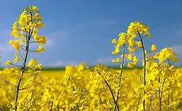 Merit_Canola_900