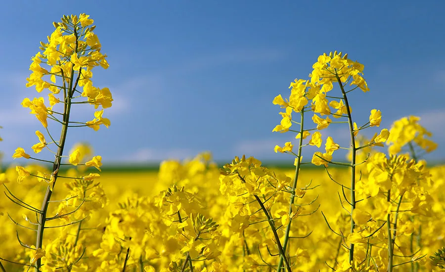 Merit_Canola_900