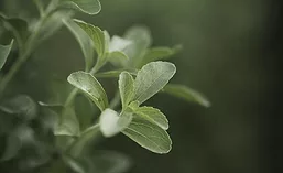 PureCircle_Stevia_900