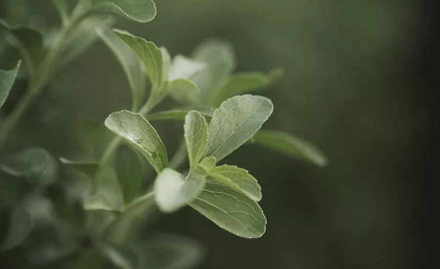 PureCircle_Stevia_900