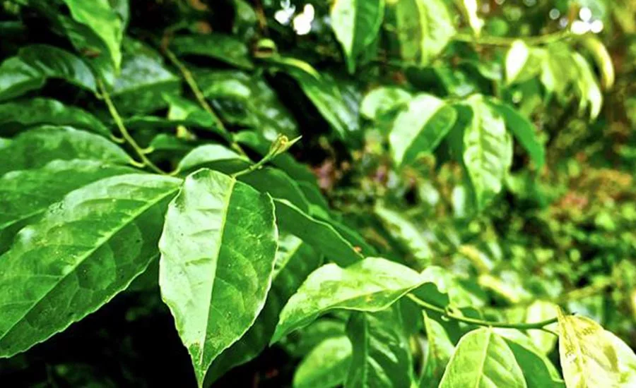 Applied Food Sciences Receives GRAS "No Comment" Letter for AMATEA Organic  Guayusa Extract | 2020-06-02 | Prepared Foods