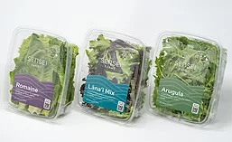 SenseiLettuce_900 SenseiLettuce_900