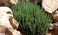 Naturex_Rosemary_900