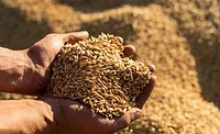UnivarSolutions_Grain_900