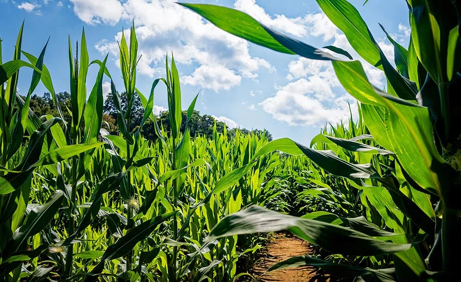 TateLyle_Corn_900