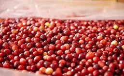 DianaFood_Cranberries_900