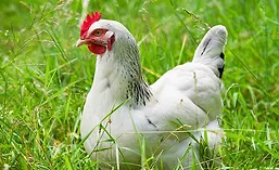 DianaFood_Chicken_900