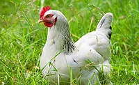 DianaFood_Chicken_900