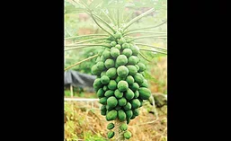 Papaya_EDC_900