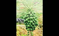 Papaya_EDC_900